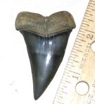 Mako Shark Tooth from Venice Florida
